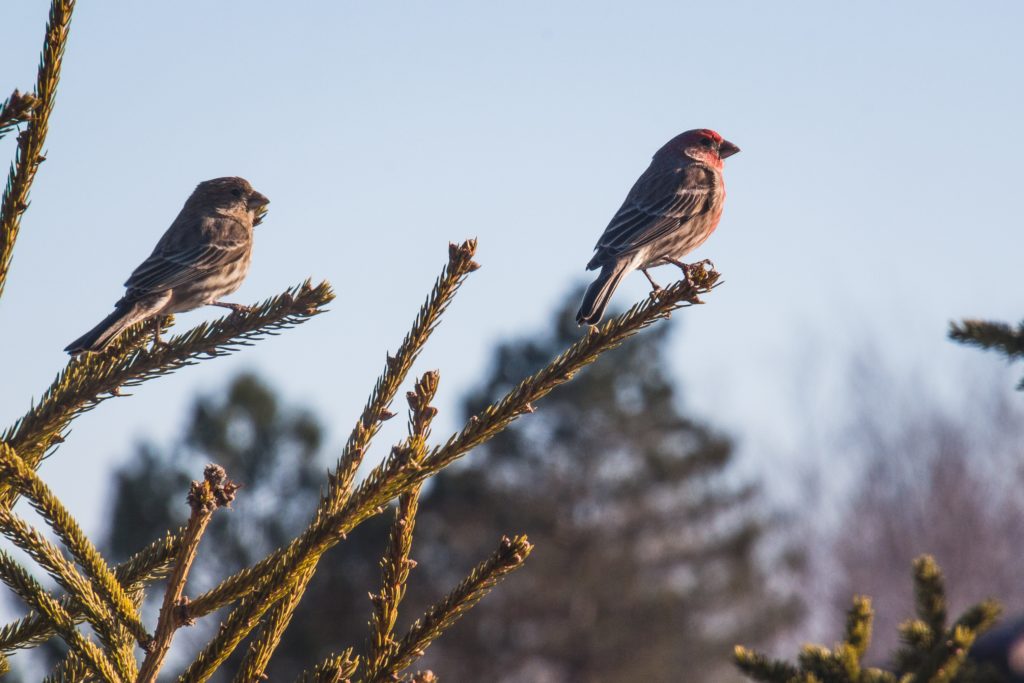 Bird Watching